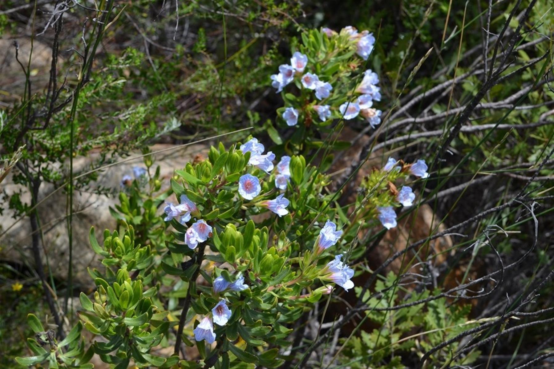 Image 69