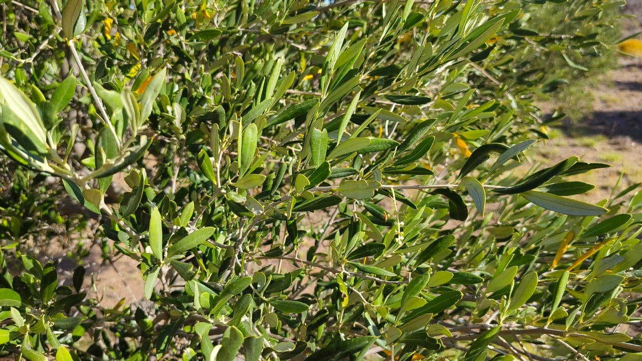Image 7