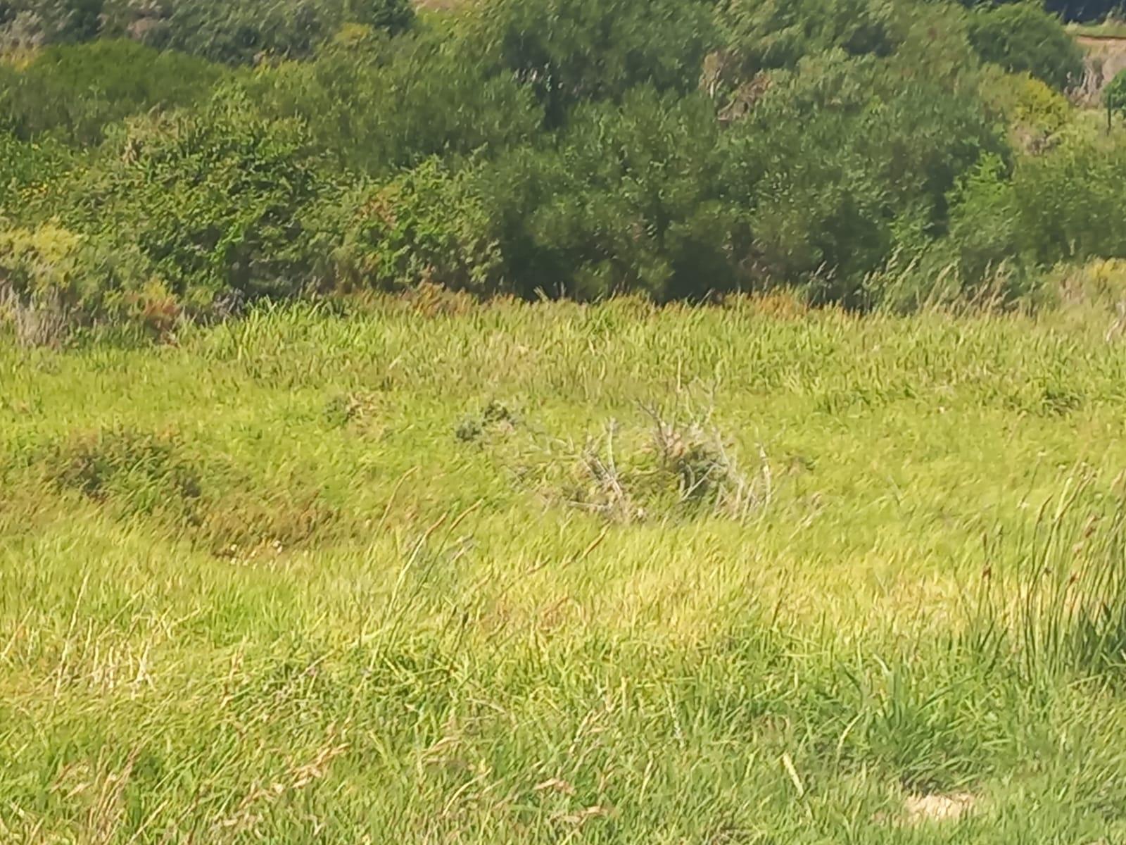 Image 4 of 6