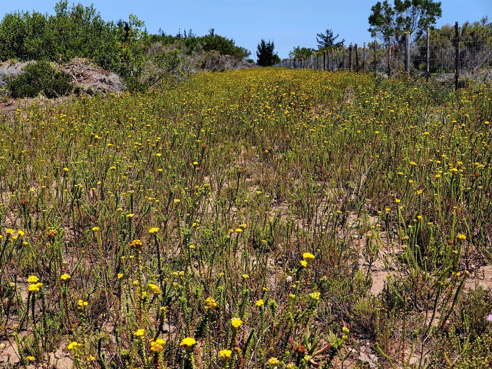 Image 32