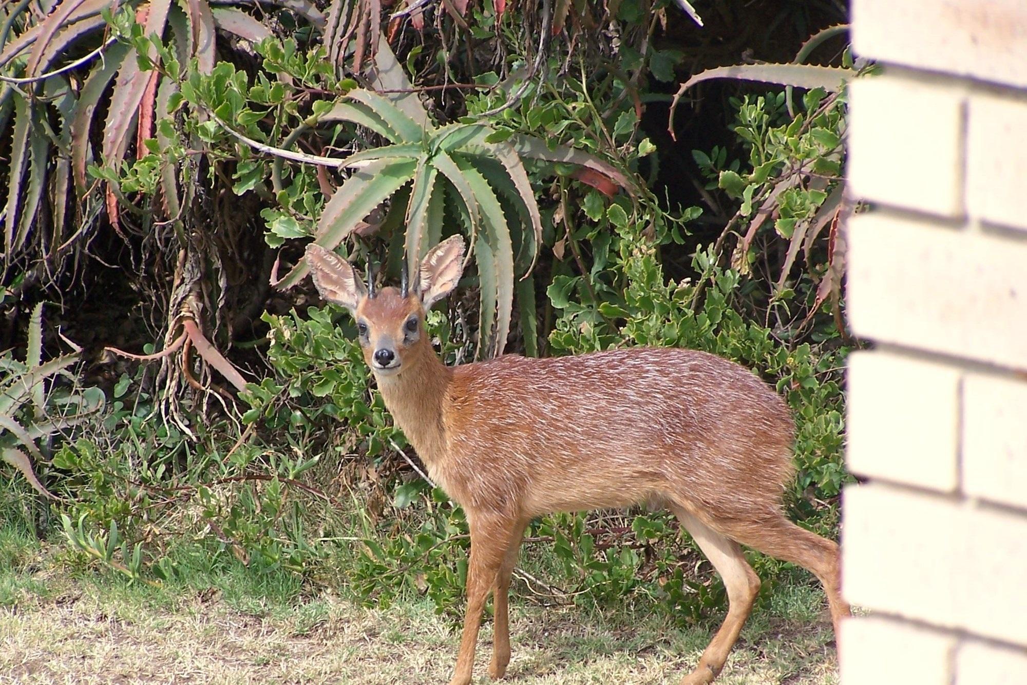Image 87