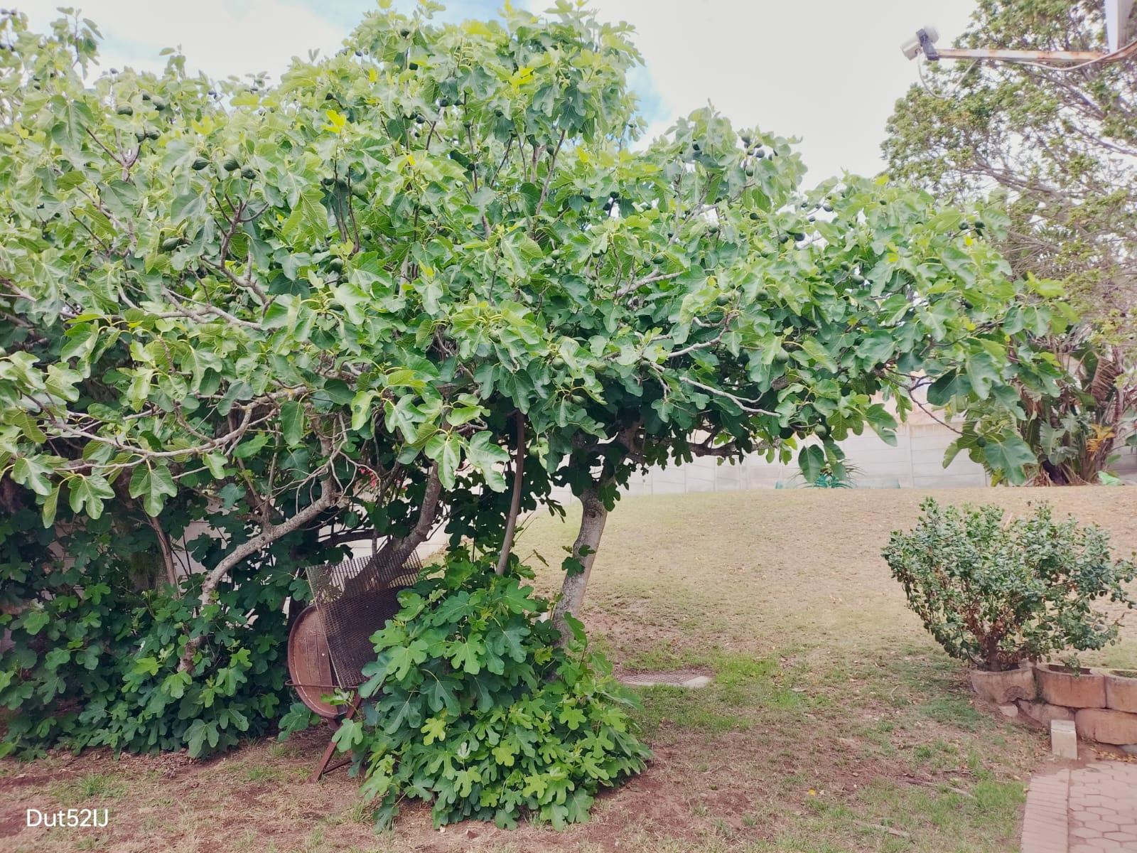 Image 13