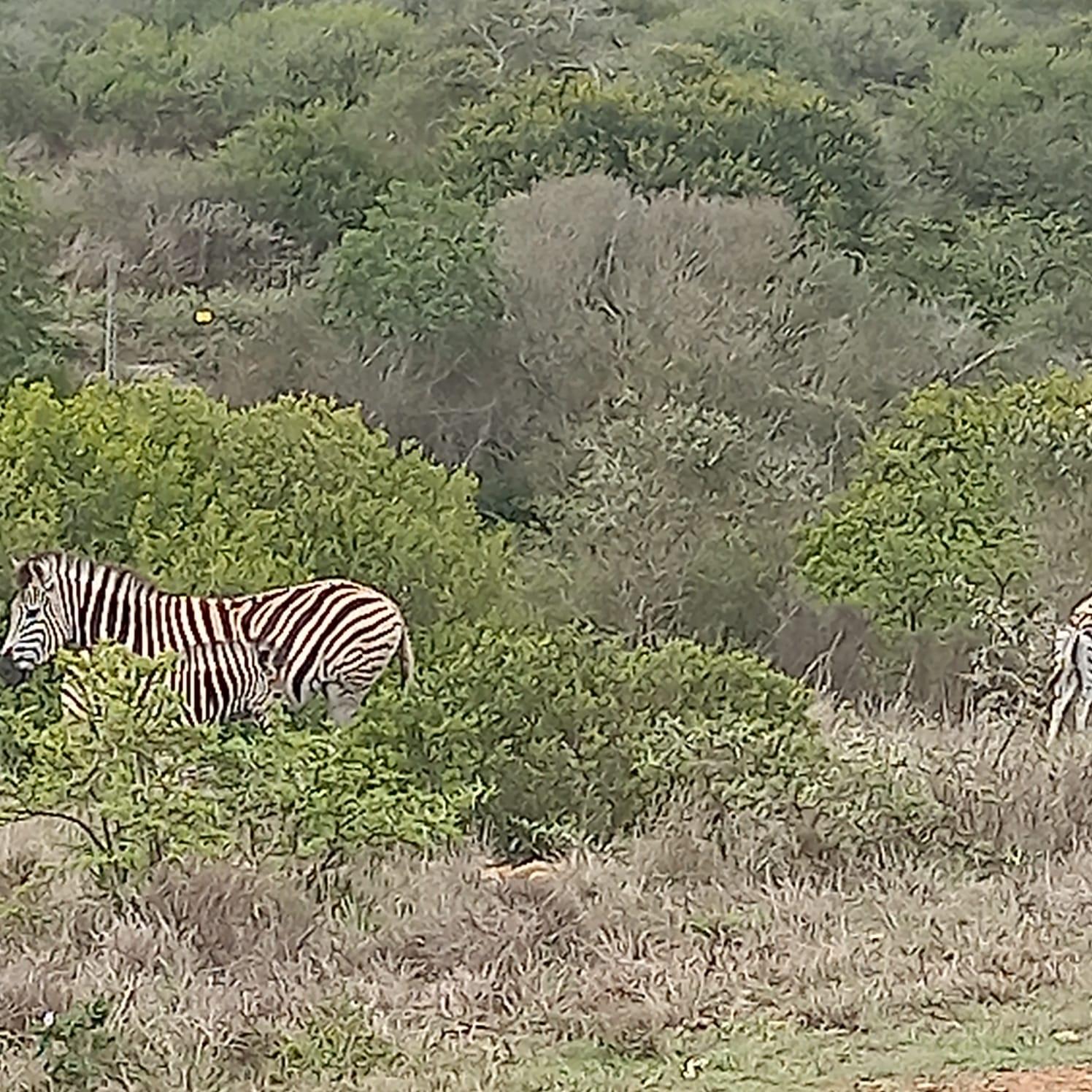 Image 4 of 6