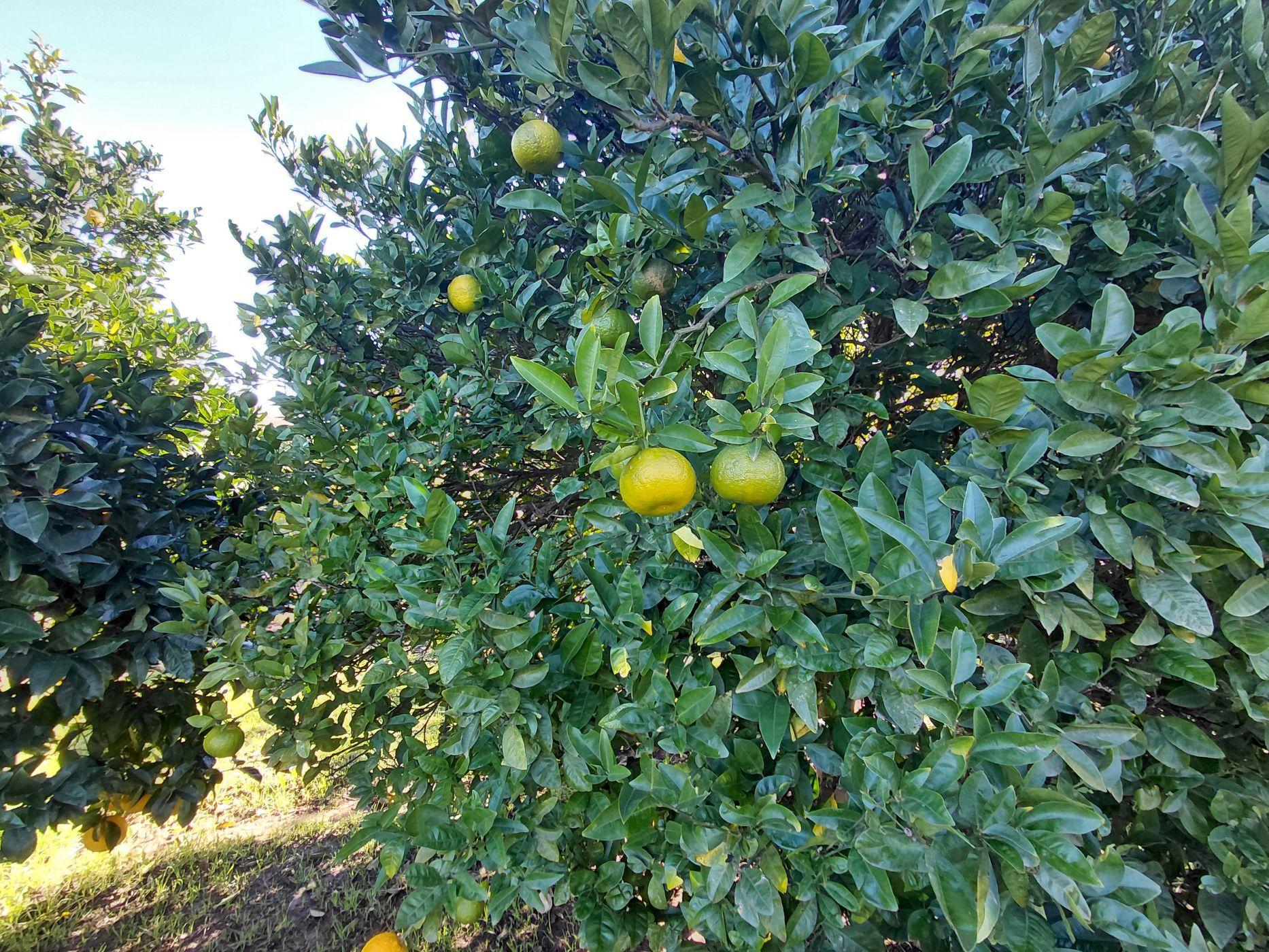 Image 32
