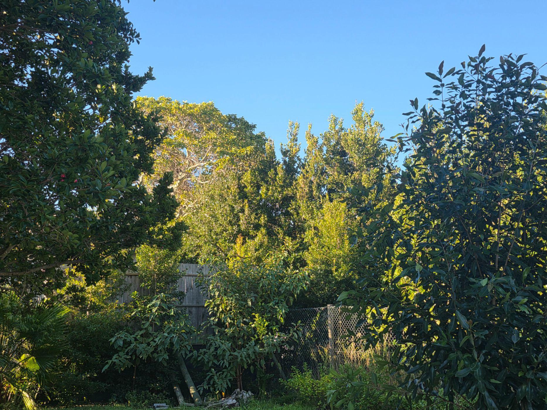 Image 36
