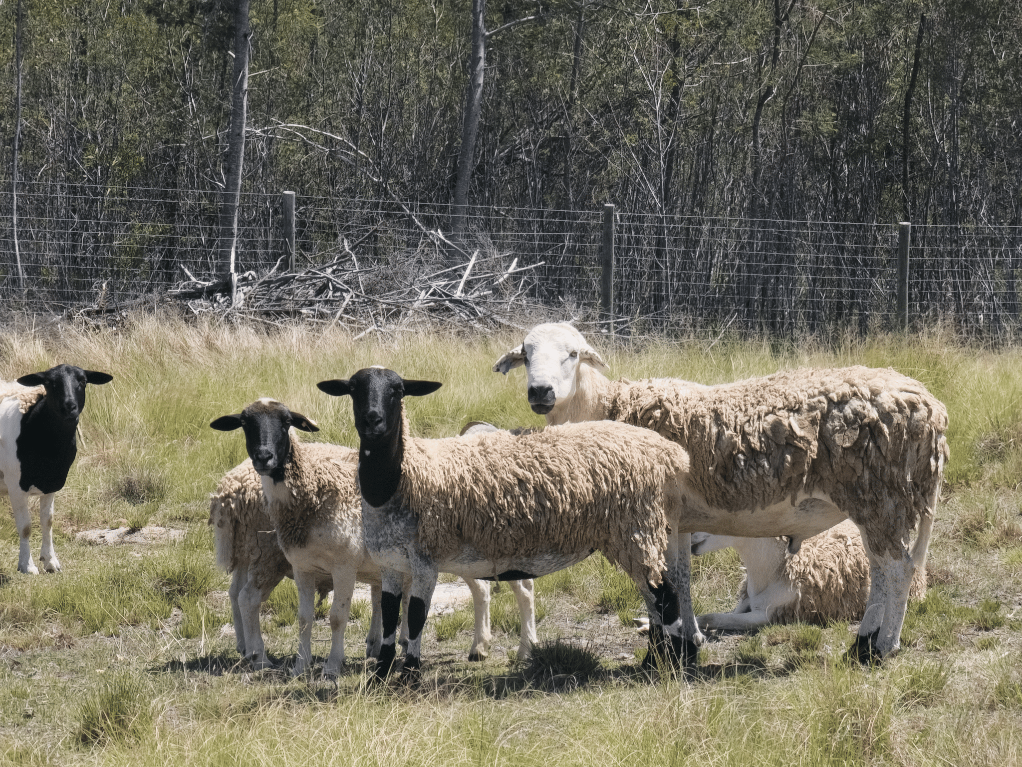 Image 13