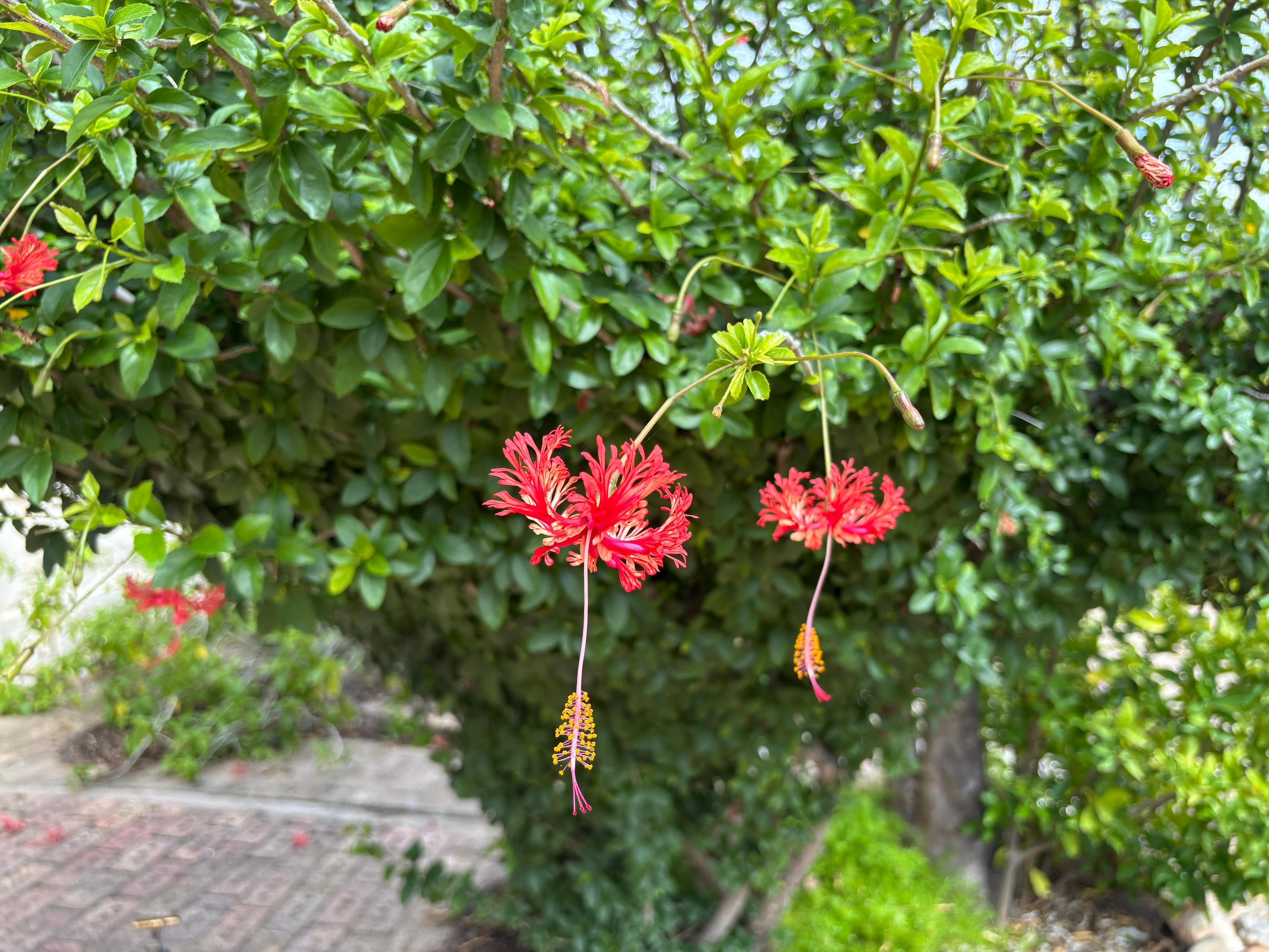 Image 37