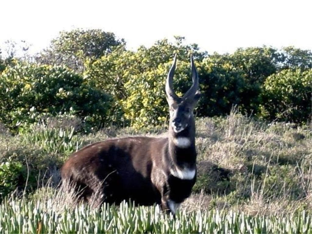 Image 8