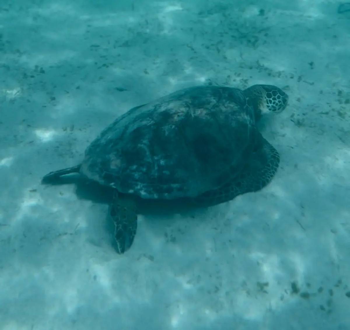 Sea turtle