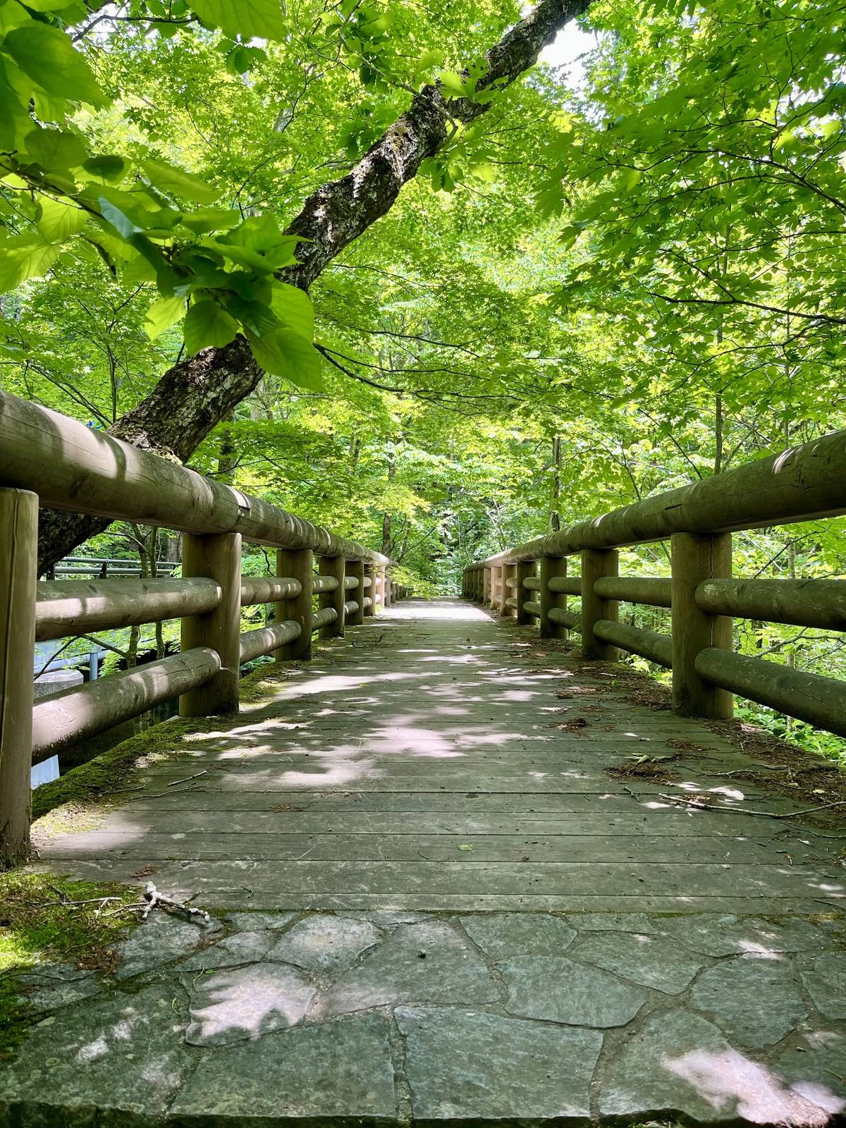 Oirase-Keiryu-Hiking-15