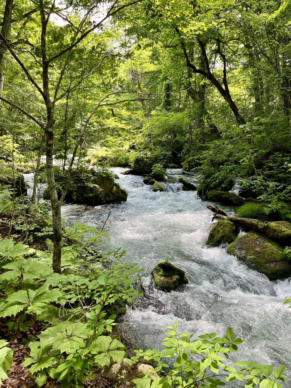 Oirase-Keiryu-Hiking-18