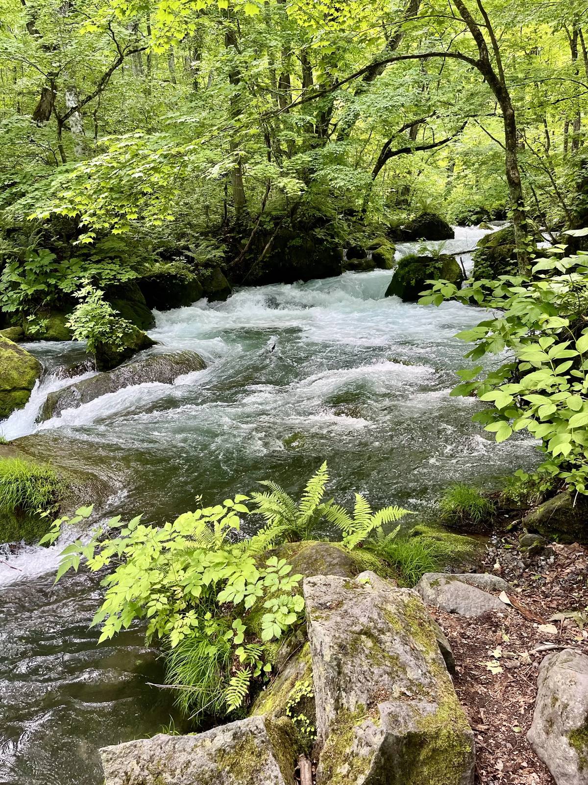 Oirase-Keiryu-Hiking-6