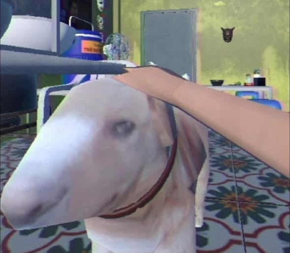 The dog in Brother Hai's Pho Res