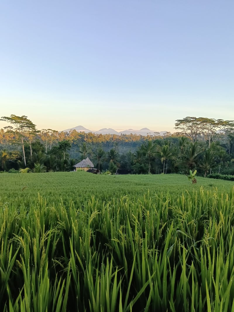 Sanding Bamboo Villa - An Idyllic Jungle Retreat 39