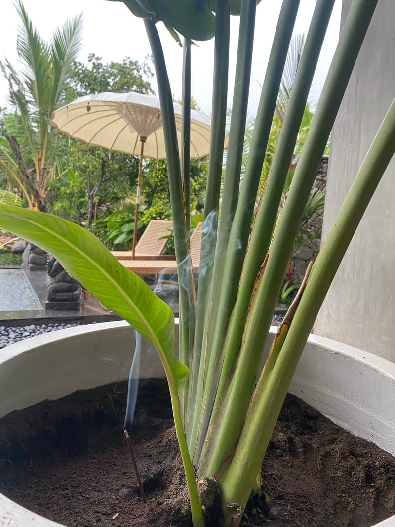 Villa MAHA -  3 BDR Poolvilla mit Reisfeldblick 5