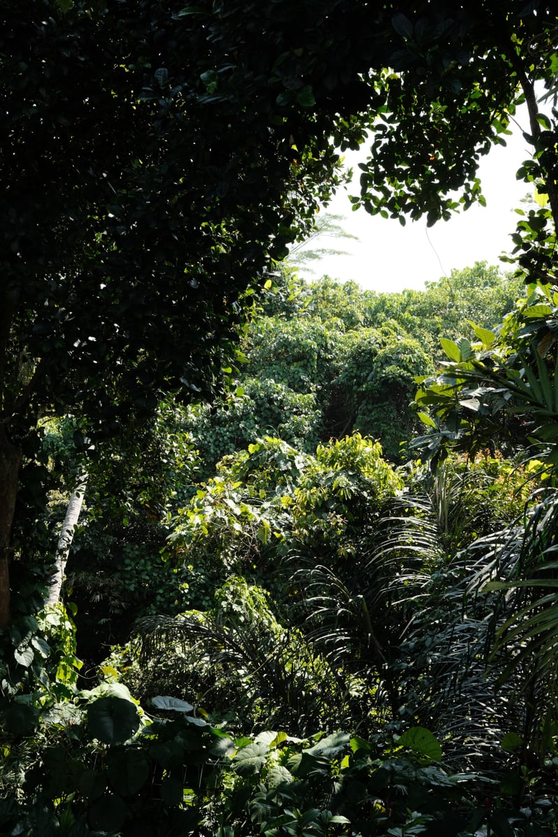 Romansa villa , stylish jungle pool villa (new) — photo 2