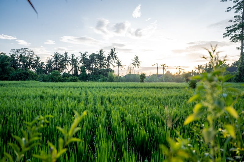 Excelso Villa - Luxury 4 Bedroom Pool Villa Ubud — photo 5