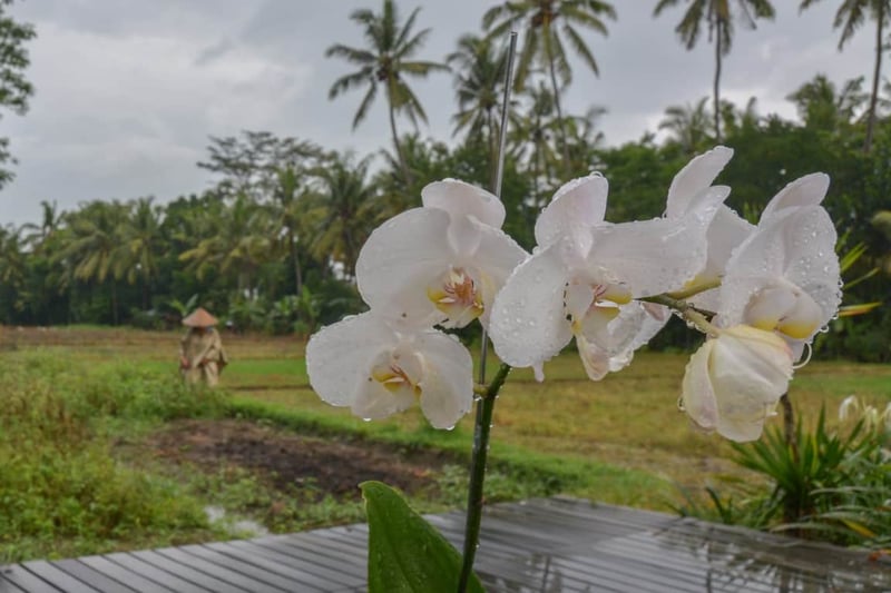 Villa Lumia Bali 39