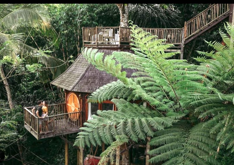 Enchanted Hobbit Treehouse Nestled in the Jungle 1