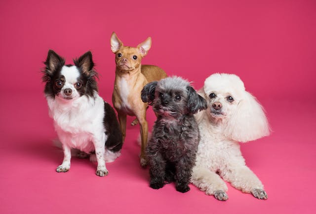 quatre chiens de différentes races mais de tailles similaires sur un fond rose