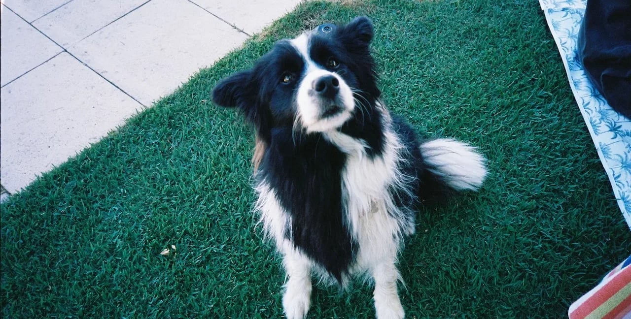 photo pris en plongée d'un border collie 