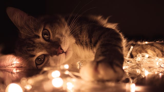chat allongé sur des guirlandes lumineuses