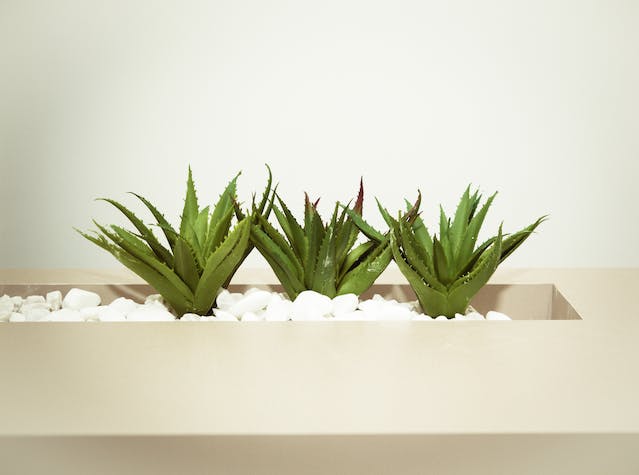 3 plants d'aloe vera dans un pot de galets