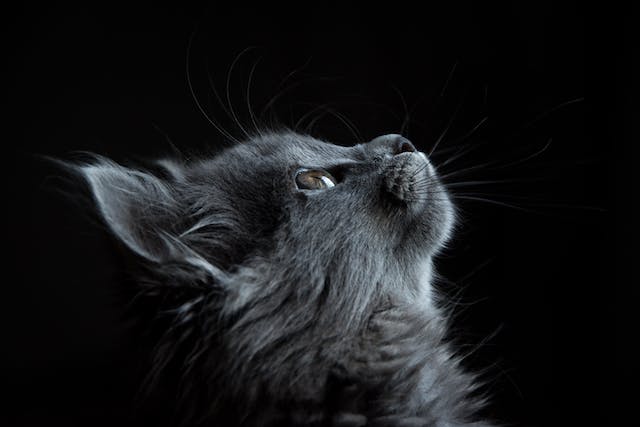 petit chat gris sur un fond noir