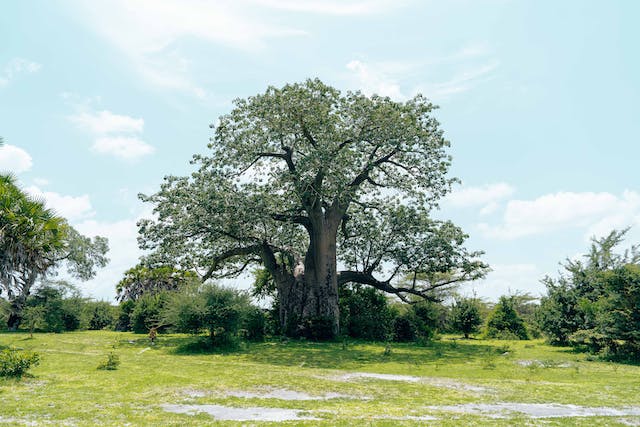 un baobab dans la plaine