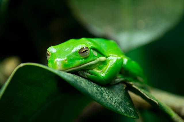 petite grenouille verte endormie sur une feuille