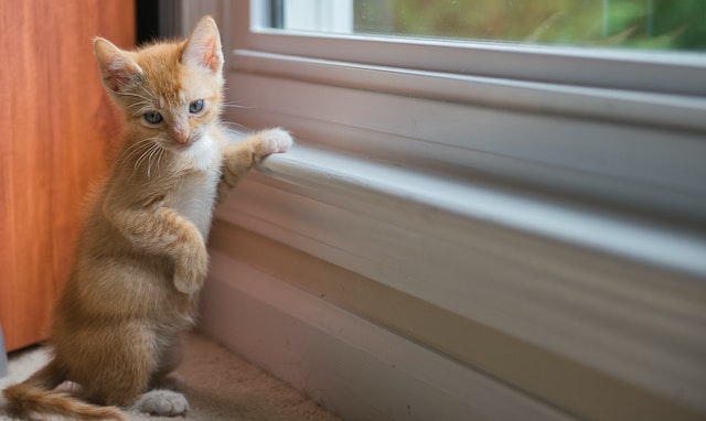 petit chaton roux s'appuyant sur le rebors de la fenêtre