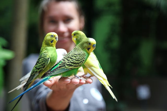 3 petites perruches vertes sur une main