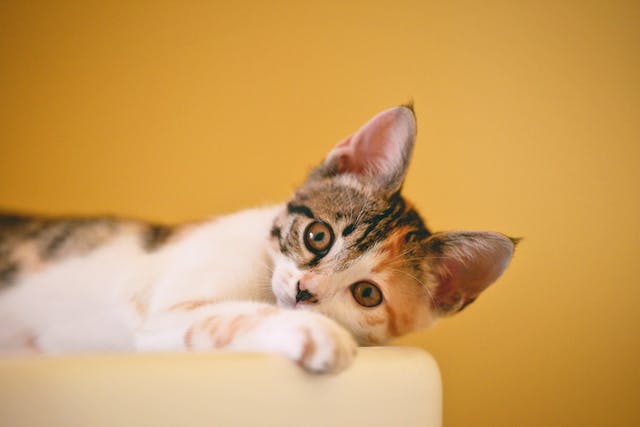 chaton blanc et tigré sur le dessus allongé