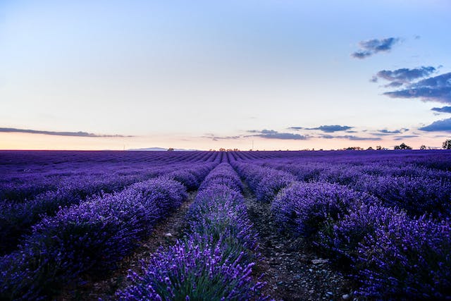 un champ de lavande très coloré et fleuri