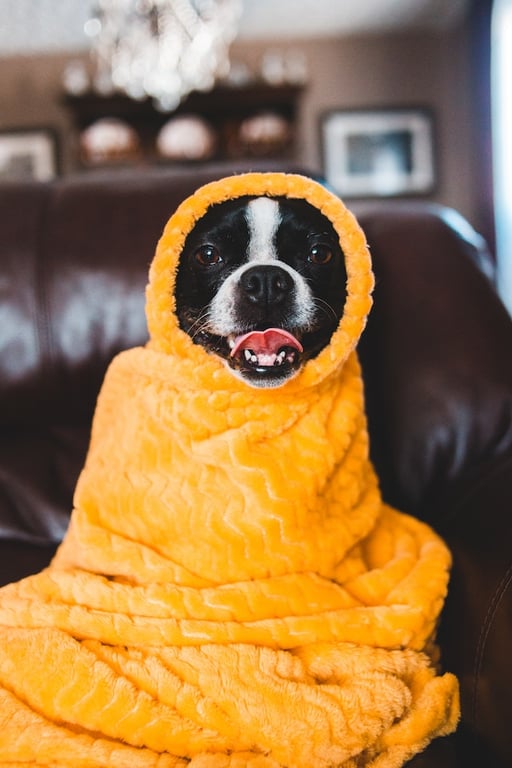 petit chien enroulé dans une serviette 