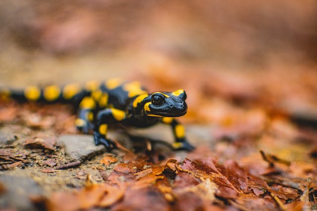 petite salamandre noir et jaune dehors