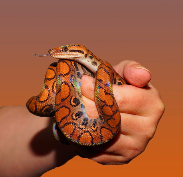 serpent orange avec des anneaux noirs