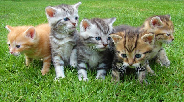 5 petits chatons tigrés dans l'herbe 