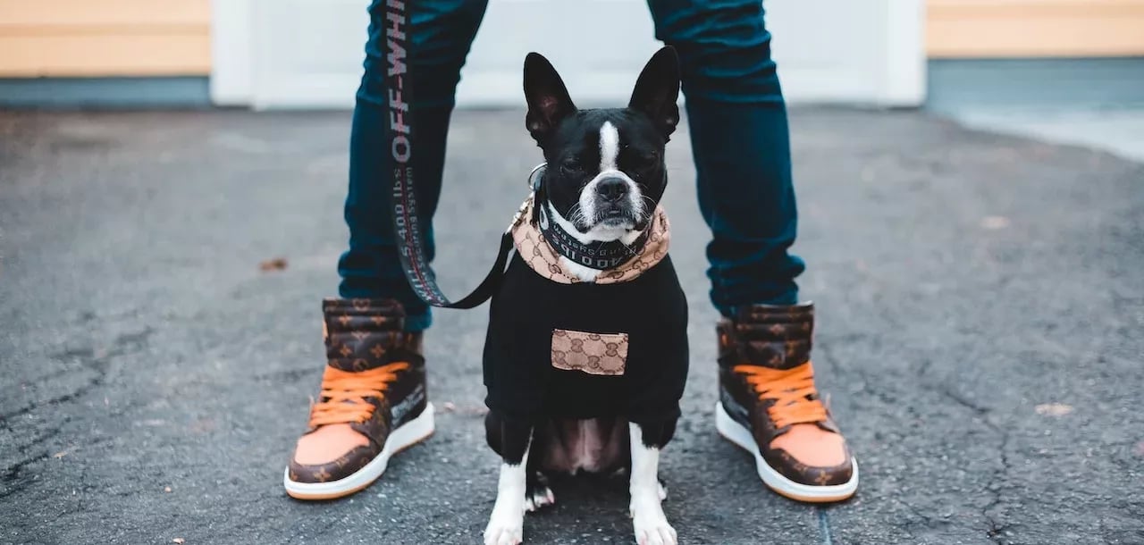 petit bulldog français noir et blanc tenu en laisse 