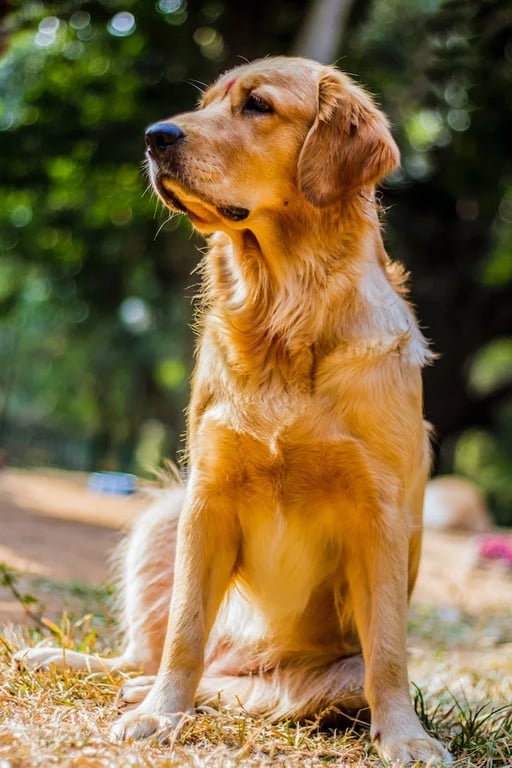 jeune golden pris en photo dans un jardin