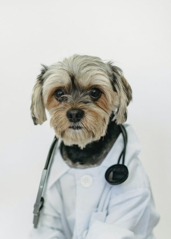 petit chien déguisé en médecin avec un stéthoscope autour du cou 