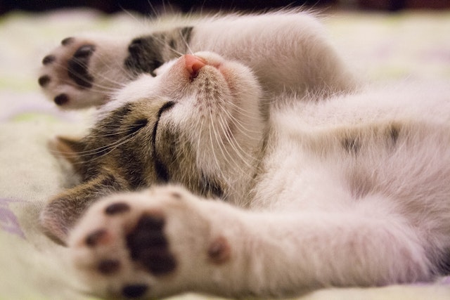 petit chaton allongé sur le dos dormant les pattes en l'air