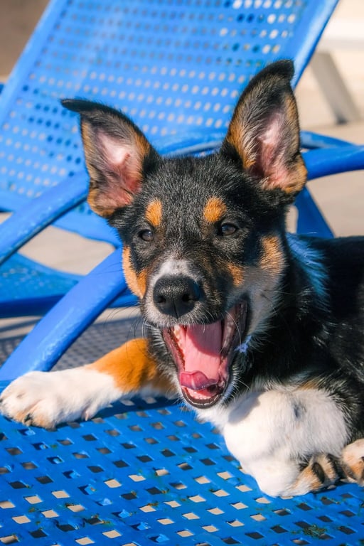 un chien pour l'assurance animaux