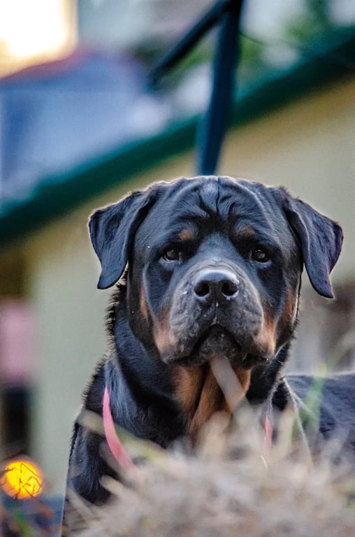 rottweiller prenant la pose pour la photo 