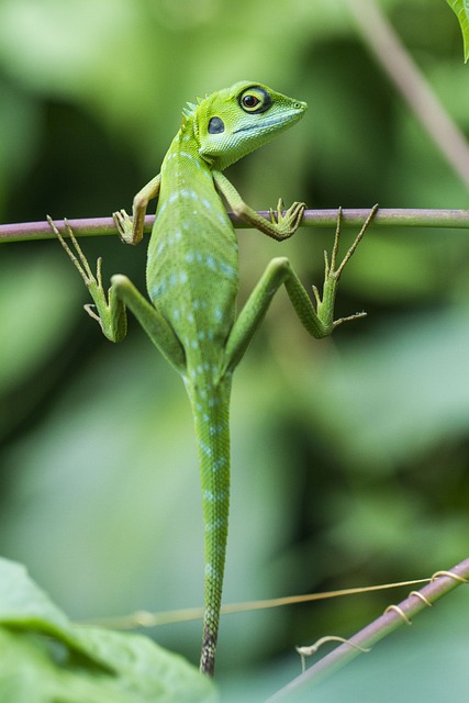 petit lézard vert se tenant à une branche