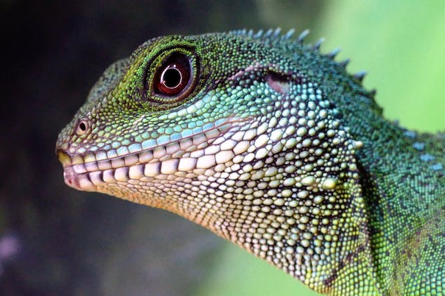 Lézard bleu et vert de profil