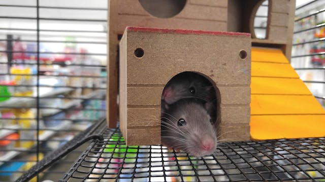 deux petites souris cachées dans leur cabane