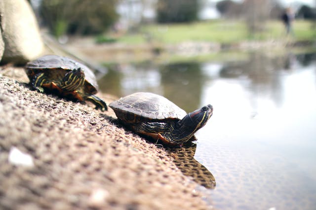 deux petites tortues près de l'eau