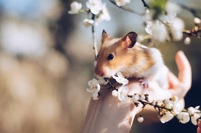 petit hamster sur une branche de fleur de cerisier