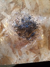 Pavučina 60 g, malý pavúk, 200 cm, čierna – zo súpravy, bez dekorácie obrieho pavúka — obrí pavúk nie je súčasťou balenia (stav: pozri 2. obrázok) 3